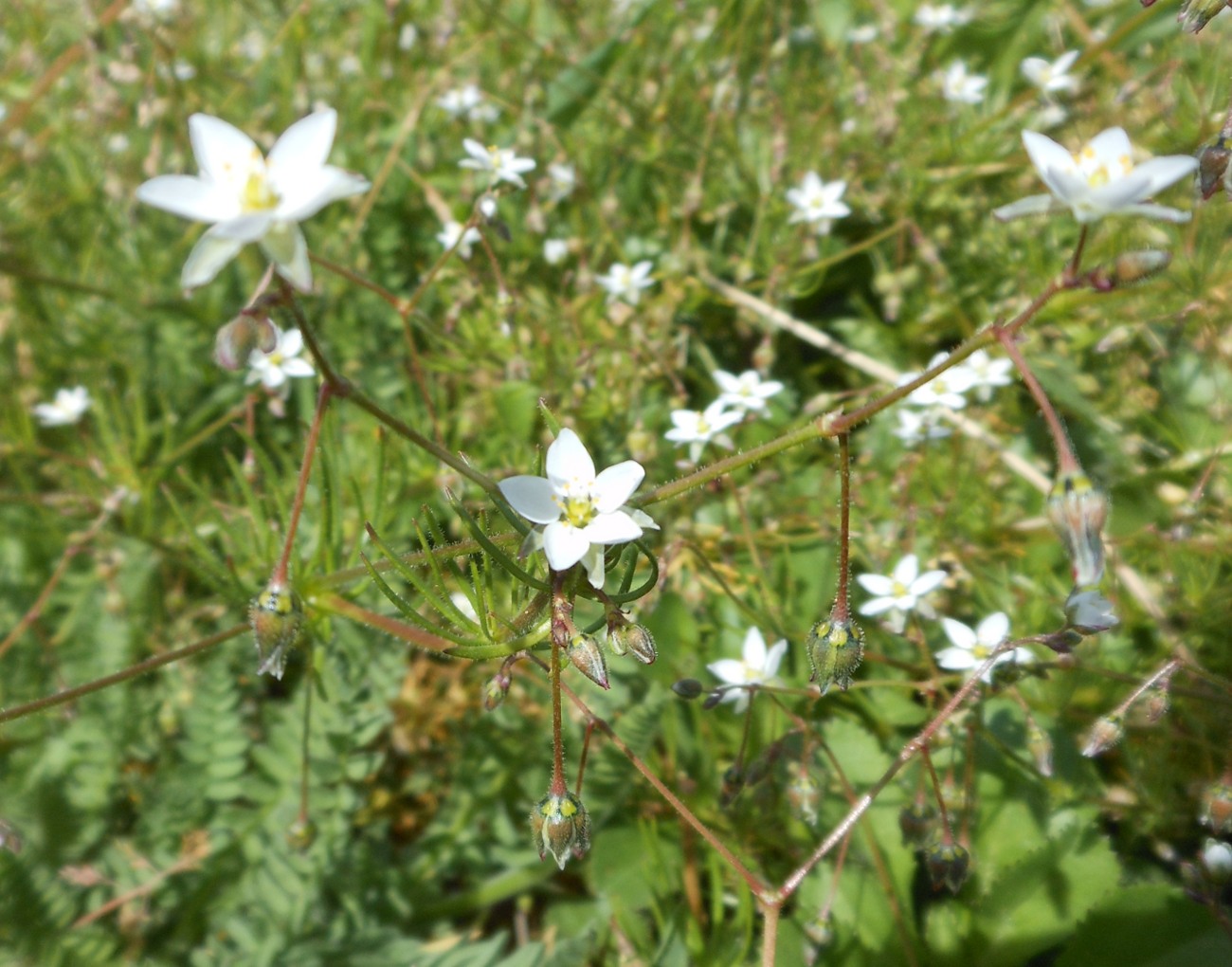 Spergula arvensis subsp. arvensis / Spergola delle messi